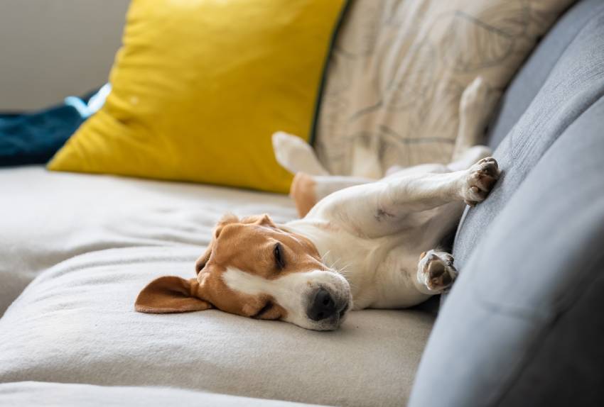 beagle dog falling asleep