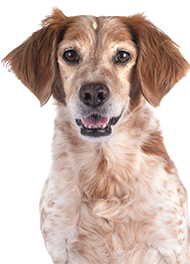 dog with brown and white fur