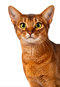 Orange tabby cat sitting upright, looking calm