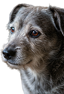 Senior mixed-breed dog with gray fur looking gentle