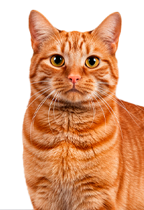 Orange tabby cat with a slightly sick expression