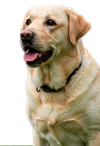 Labrador Retriever mix wearing a green collar, looking friendly