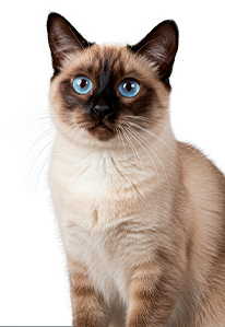 Small, fluffy cat with a happy expression