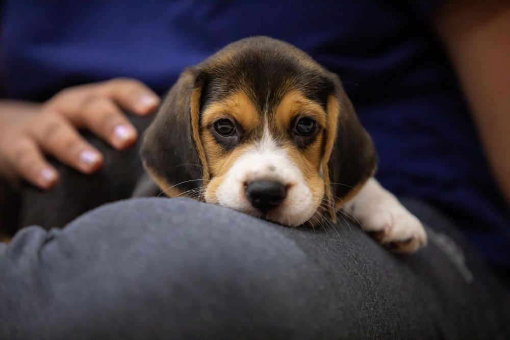 puppy in the lap of its owner