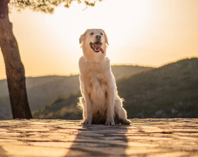 Golden Retriever sitting on a scenic path