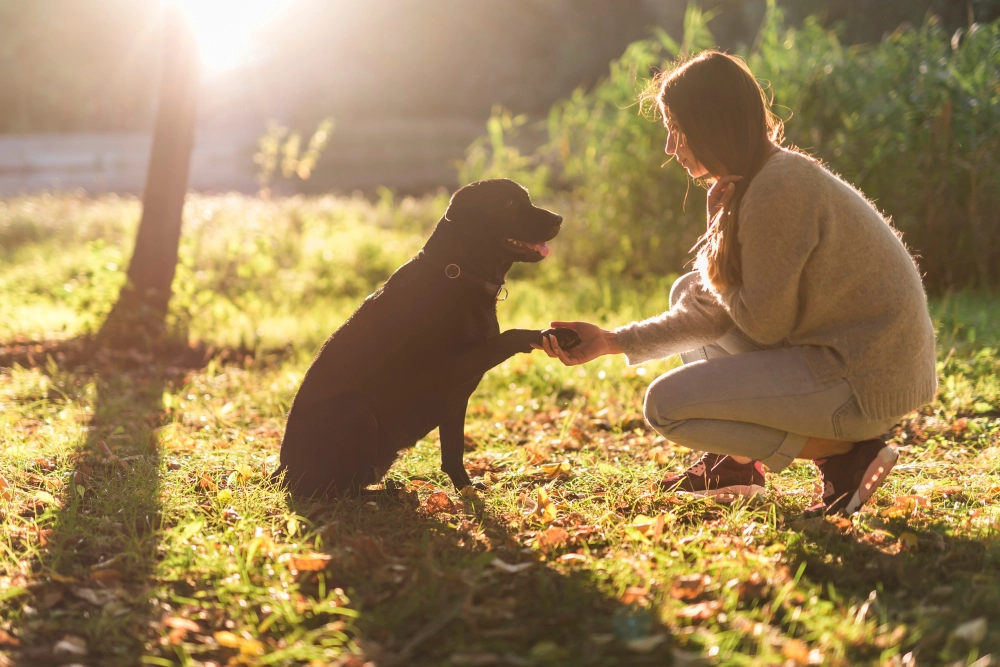 Person and dog bonding in golden light