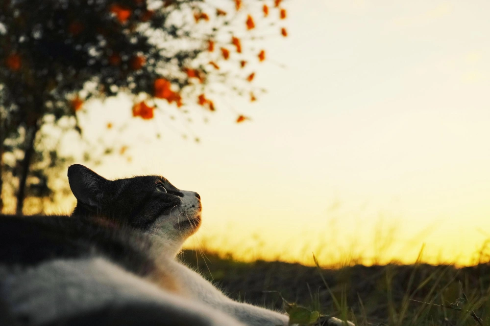 Dog lying on grass at sunset
