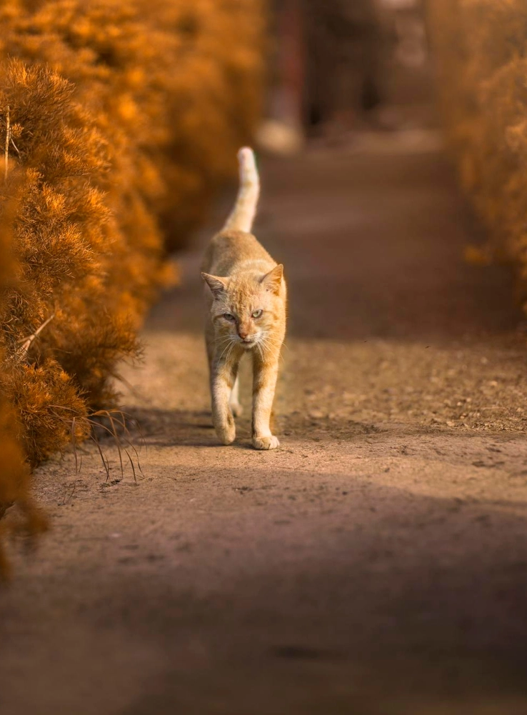 Cat walking on an autumn pathway