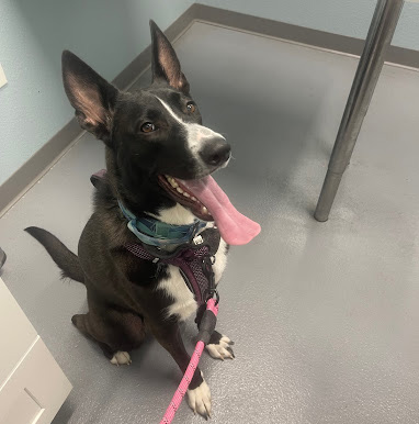 happy dog waiting for a consultation