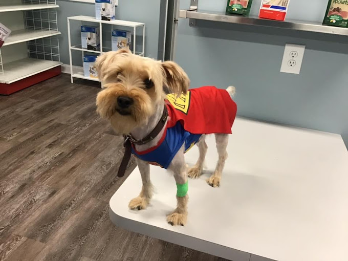 Cute dog dressed as a super hero