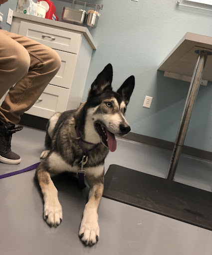 German Shepherd sitting in a vet clinic