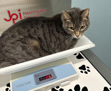 Cat on a veterinary scale